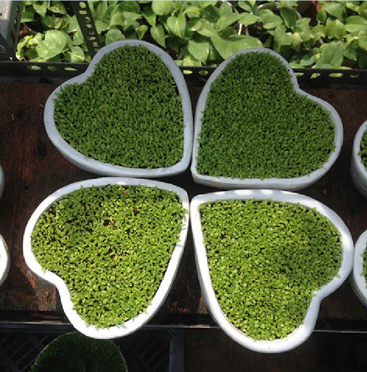 Hạt Giống Cỏ May Mắn - Gói 1gram