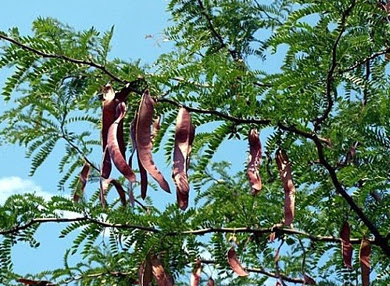 Hạt Giống Cây Bồ Kết