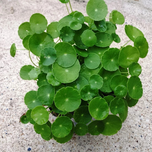 Hạt giống cây cỏ đồng tiền - Gói 50 hạt