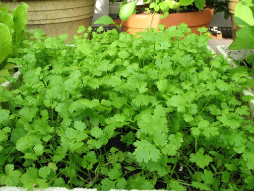 Hạt giống Ngò Rí Bạc Liêu - Gói 20gram