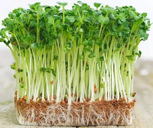 Hạt giống mầm cải ngọt (Tsoi Sim Sprouts) - Gói 20gram