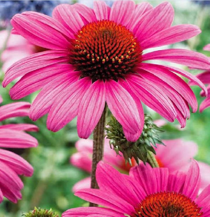 Hạt Giống Hoa Cúc Trái Thông