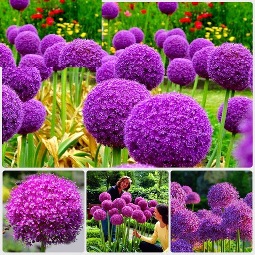 Hạt Giống Hoa Bồ Công Anh Tím