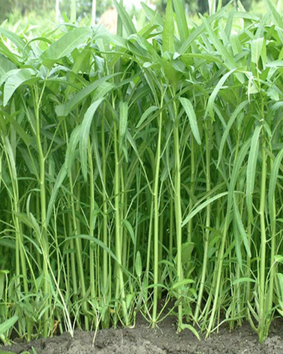Hạt Giống Rau Muống Cạn  (Rau Muống Lá Tre)
