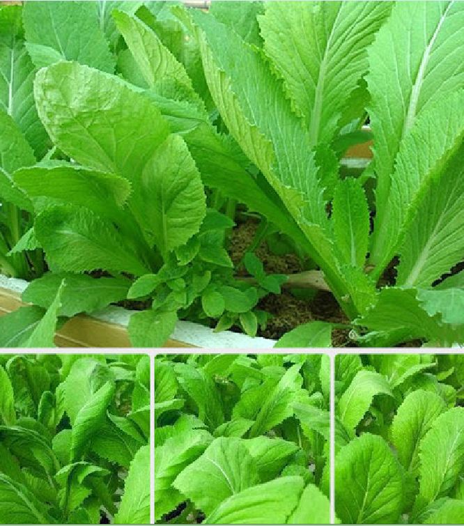 Hạt Giống Rau Cải Bẹ Xanh Mỡ