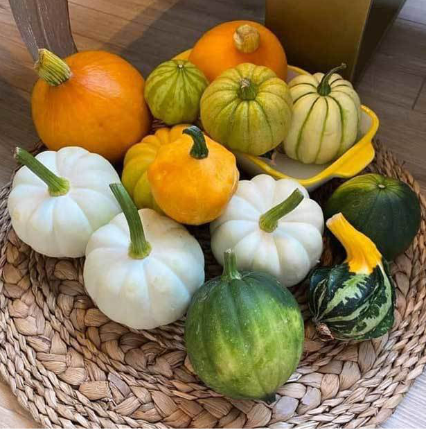 Hạt Giống Bi Ngô Tí Hon Mix Màu