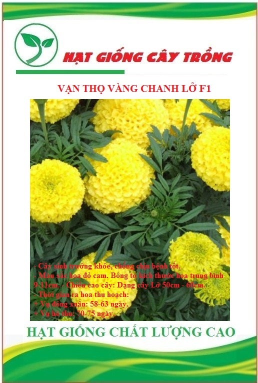 Hạt giống hoa Vạn Thọ vàng chanh Lở F1 CT484 - Gói 30 hạt