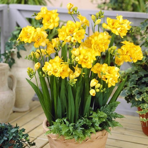 Củ Giống Hoa Lan Nam Phi Nhiều Màu ( Bộ 5 củ )