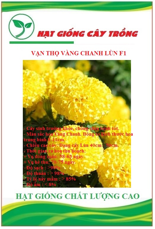 Hạt giống hoa Vạn Thọ vàng chanh Lùn F1  - Gói 30 hạt