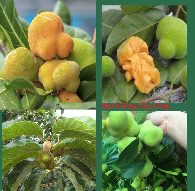 Hạt Giống Cây Chay