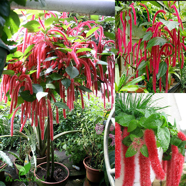 Hạt Giống Hoa Tai Tượng Đuôi Chồn Đỏ