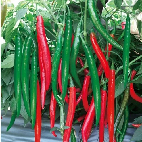 Hạt Giống Ớt Chỉ Địa F1