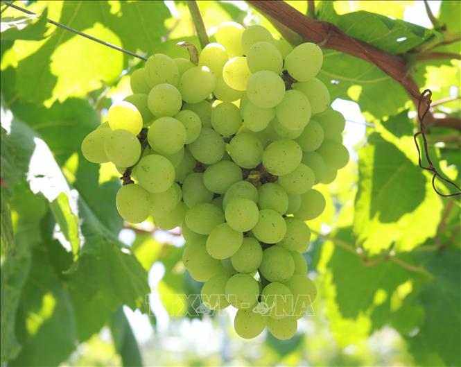 Hạt Giống Nho Xanh