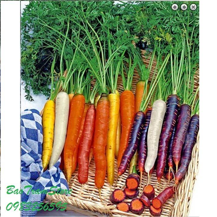 Hạt Giống Cà Rốt Nhiều Màu