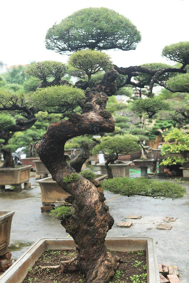 Hạt Giống Cây Phi Lao