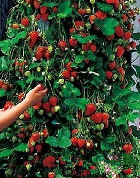 Hạt Giống Dâu Tây Đỏ Leo Giàn