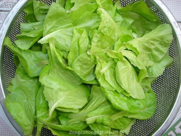 Hạt Giống Rau Xà Lách Chịu Nhiệt - Gói 5gram