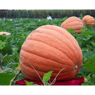 Hạt Giống Bí Ngô Khổng Lồ