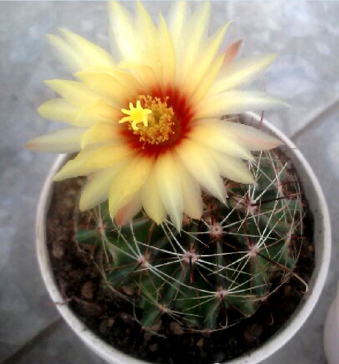 Hạt giống hoa xương rồng hamato