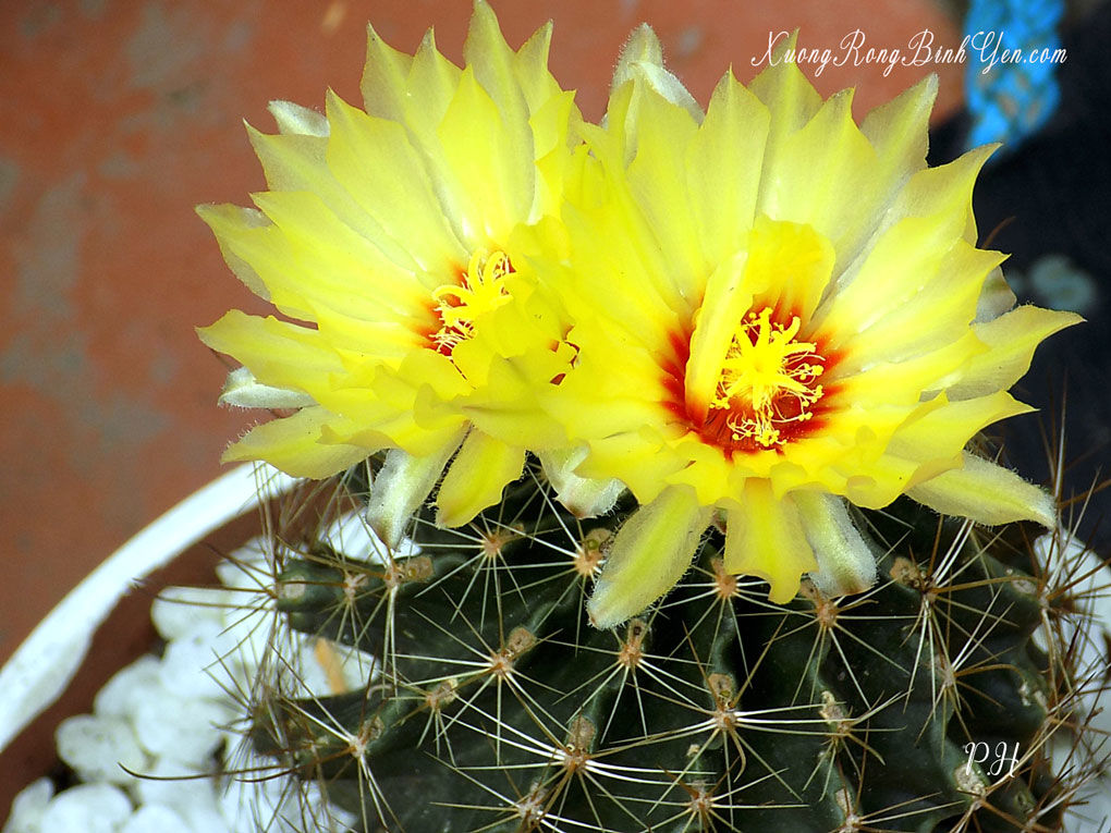 Hạt giống hoa xương rồng hamato