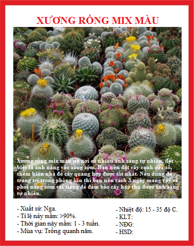 Hạt giống hoa xương rồng nhiều màu