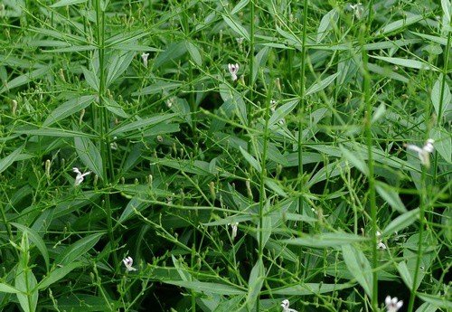 Hạt Giống Cây Xuyên Tâm Liên