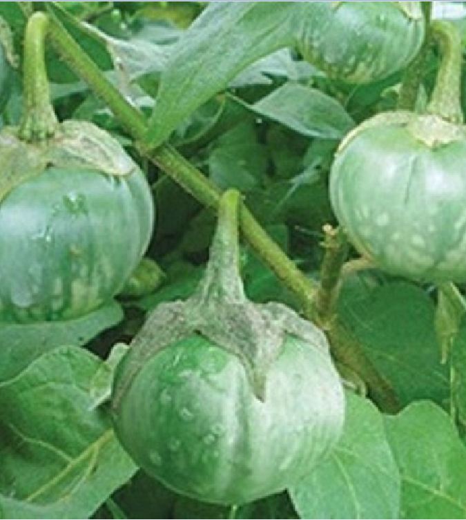 Hạt Giống Cà Dĩa Cao Sản - Cà Bát Da Ếch