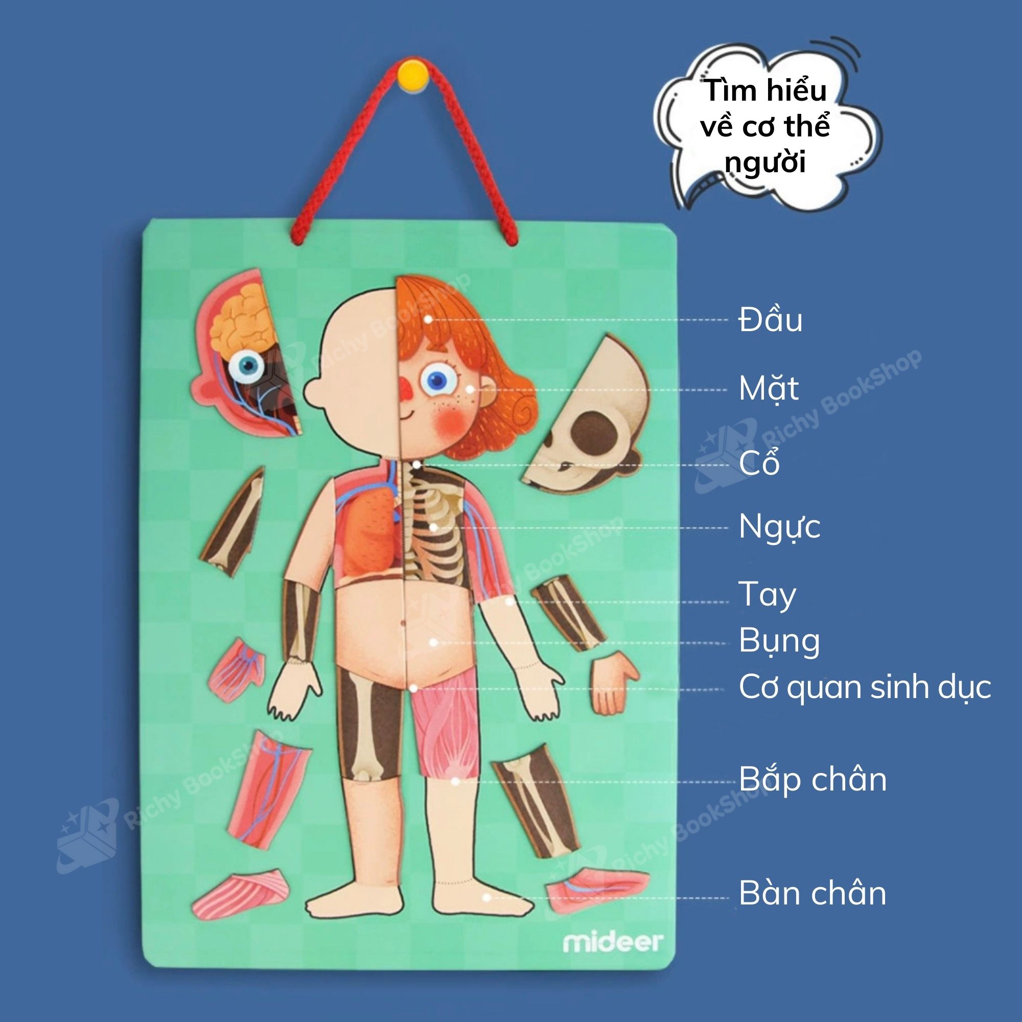 Mideer Human Body Magnetic Puzzle – Bộ Xếp Hình Nam Châm Cơ Thể Người