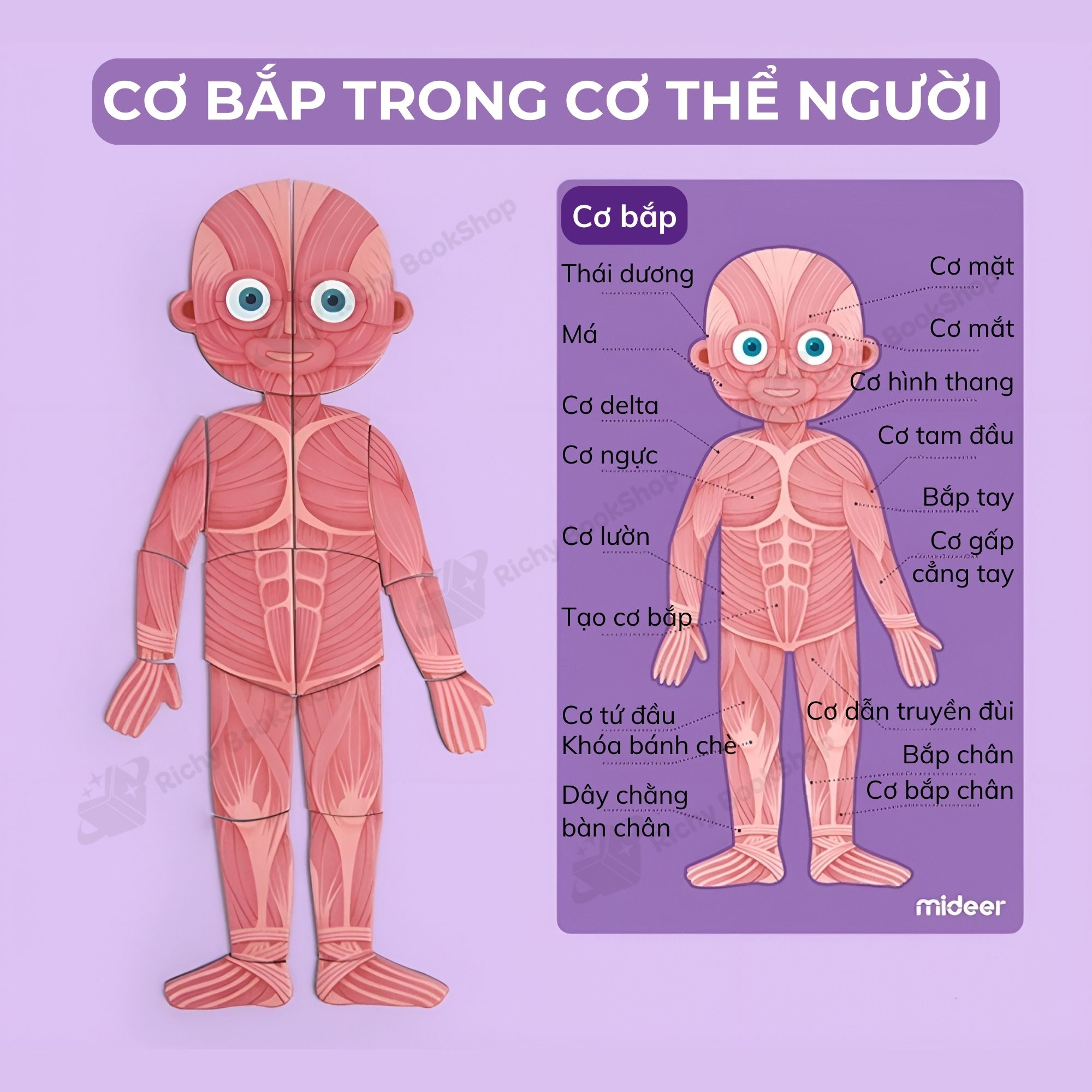 Mideer Human Body Magnetic Puzzle – Bộ Xếp Hình Nam Châm Cơ Thể Người