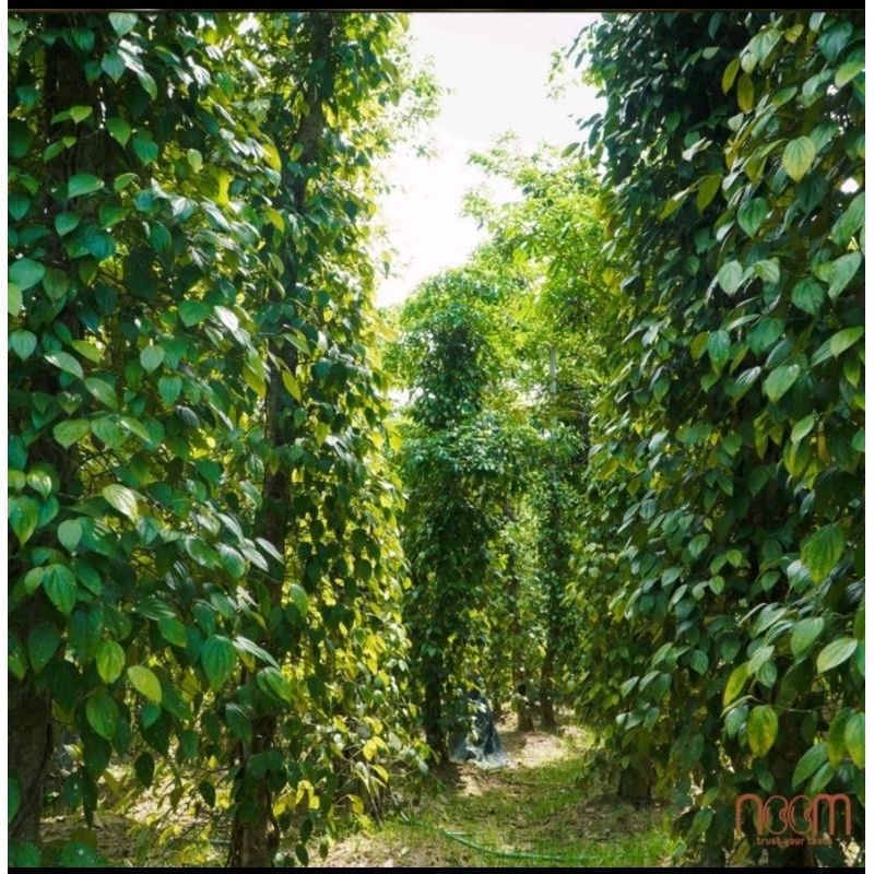 Hạt tiêu đen hữu cơ tự nhiên Noom 120g