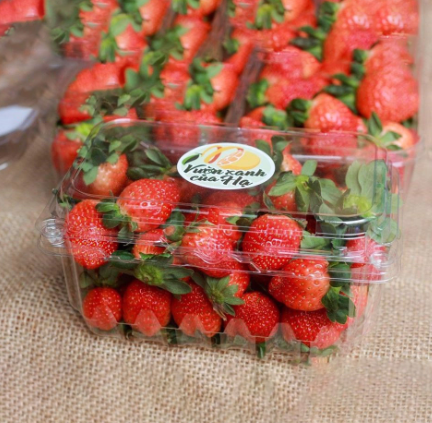 Hộp nhựa đựng 500g trái cây P500B