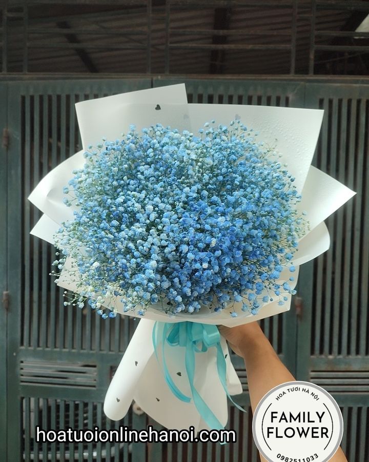 Ý nghĩa hoa baby với từng màu sắc - Ý nghĩa hoa baby .