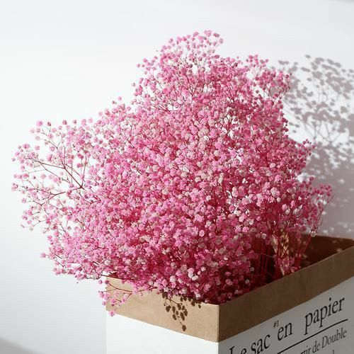 Gợi ý top 4 loài hoa tặng chồng/ người yêu/ bạn trai có ý nghĩa đặc biệt