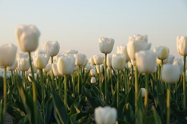 Hoa Tulip - Biểu tượng cho một tình yêu thuần khiết.