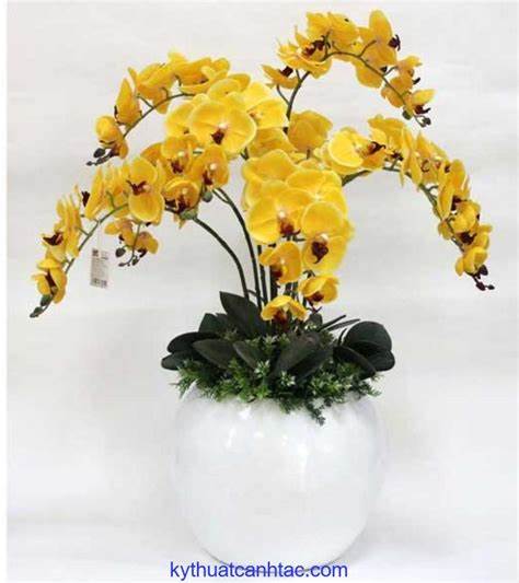 Ý nghĩa và biểu tượng của Hoa Lan - Vì sao nên tặng hoa lan ?