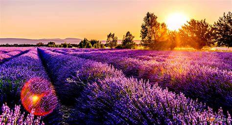 Ý nghĩa và biểu tượng của loài hoa Lavender -hoa oải hương loài hoa của tình yêu nồng nàn