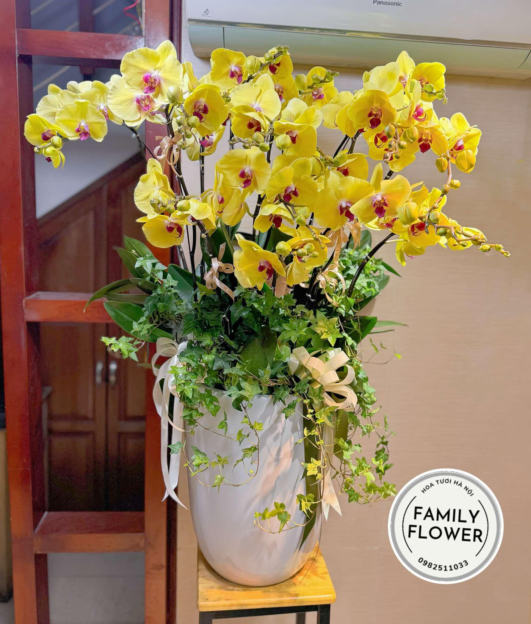 Chậu hoa lan hồ điệp vàng tặng đối tác chơi tết ở Hà Nội ! Hoa lan hồ điệp Hà Nội