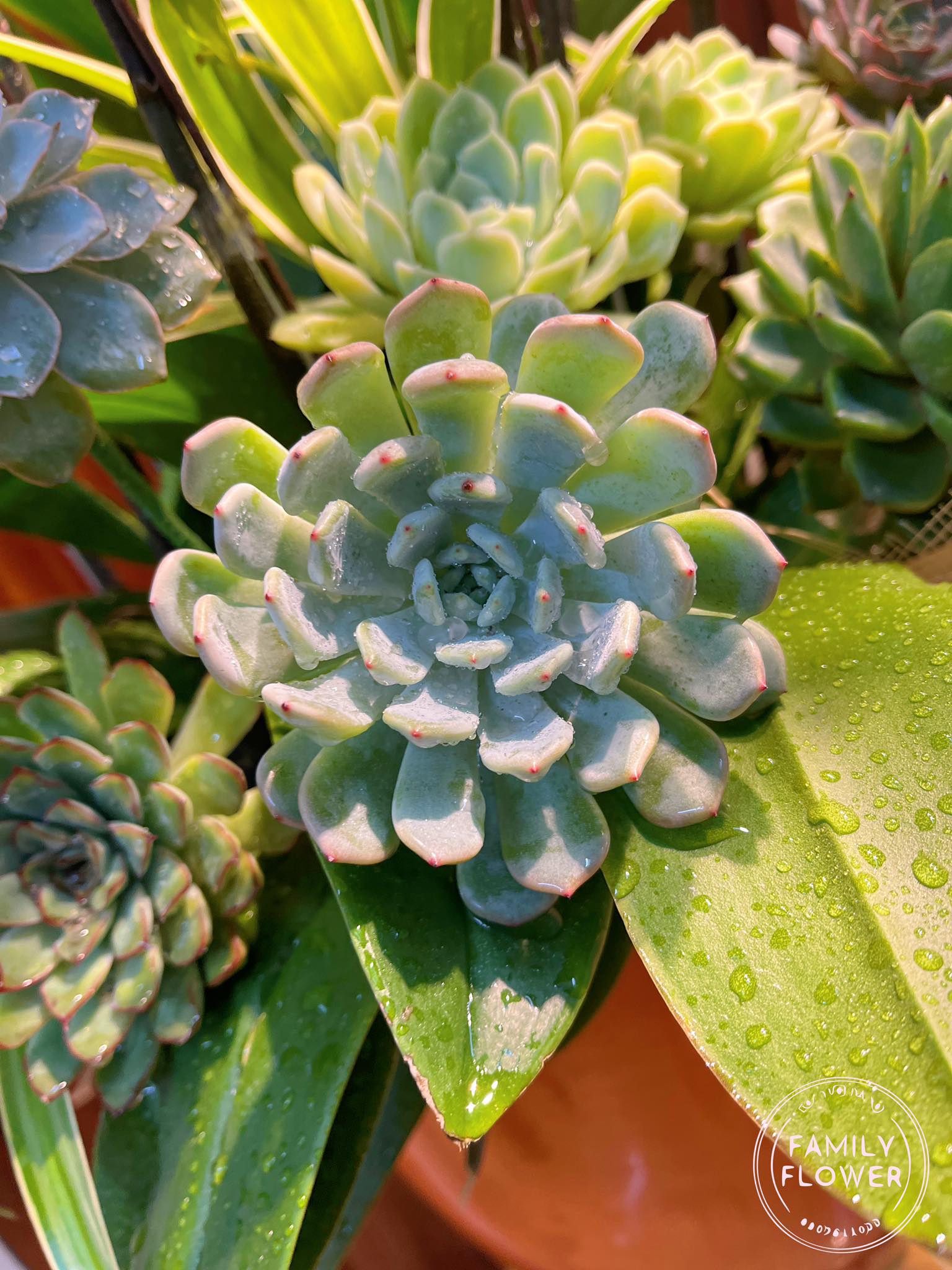 Chậu lan hồ điệp tặng sếp quận Hoàn Kiếm Hà Nội ! Điện hoa Hà Nội! Hoa tươi Hà Nội ! Mua hoa online tại Hà Nội