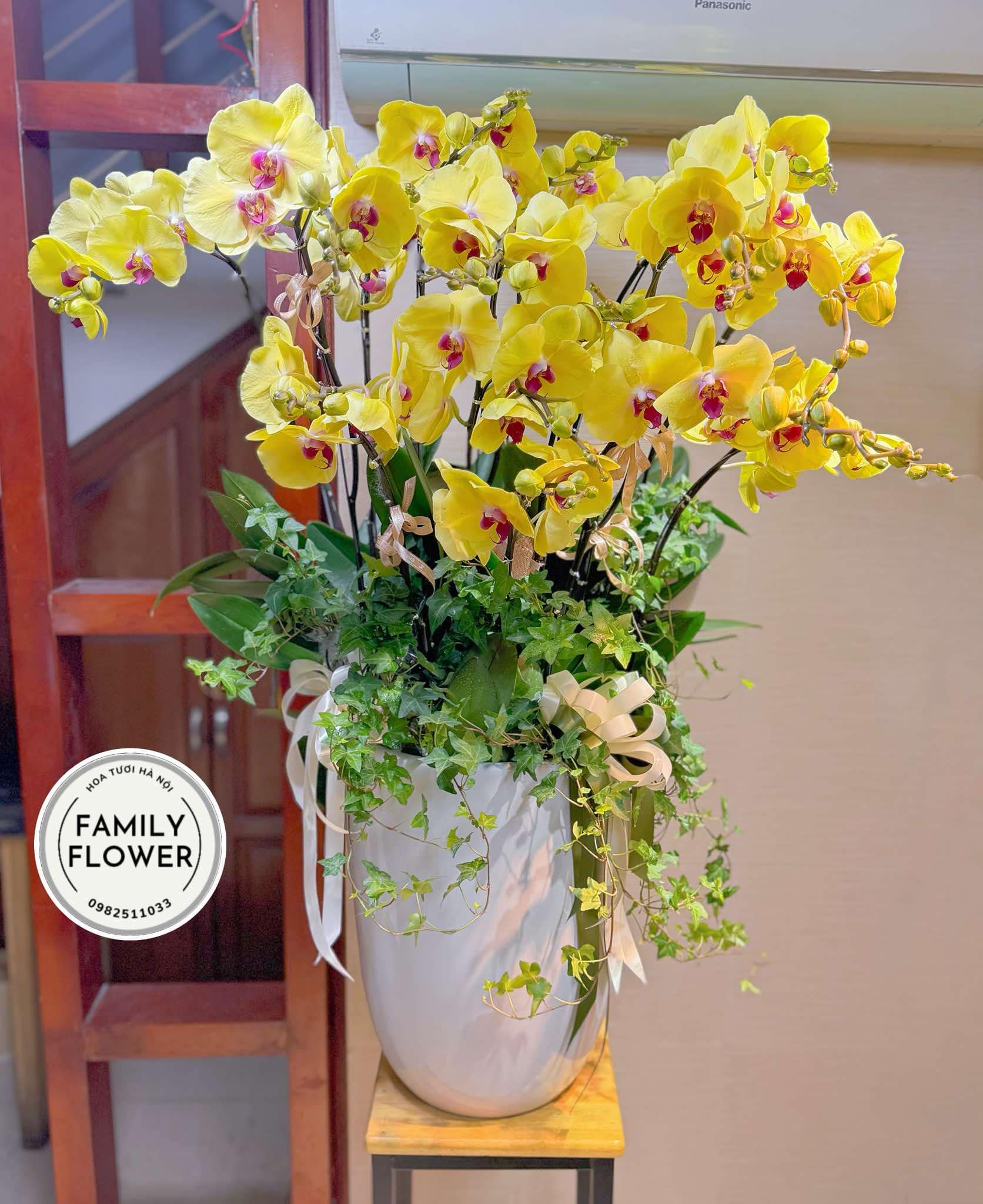 Chậu hoa lan hồ điệp vàng tặng đối tác chơi tết ở Hà Nội ! Hoa lan hồ điệp Hà Nội