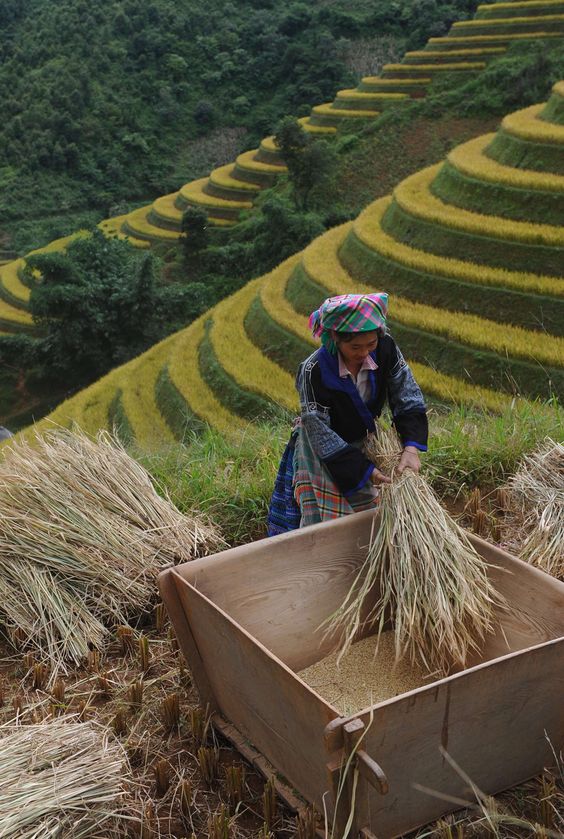Hà Nội - Hồ Thác Bà - Mù Cang Chải - Yên Bái