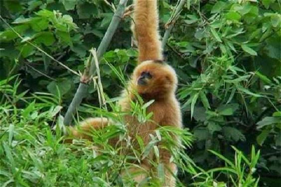 Hà Nội - Vườn Quốc gia Cúc Phương - Hà Nội