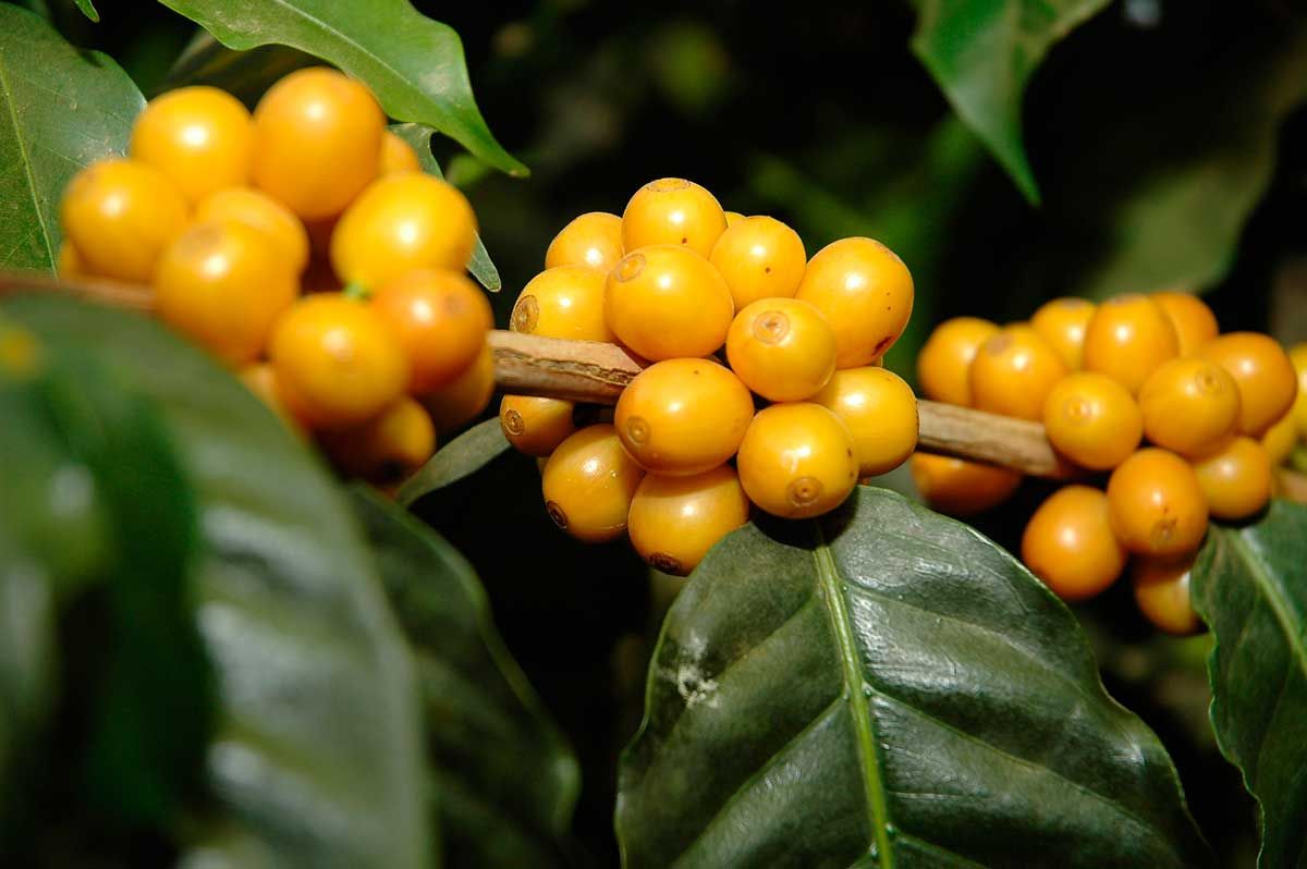 Chuyện của cà phê viên nén – Giống: Yellow icatu