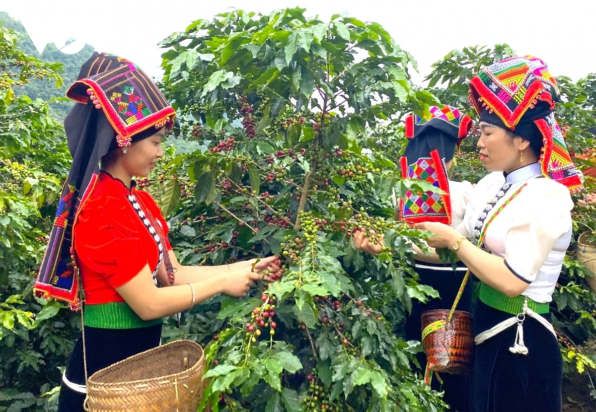 cà phê Sơn La