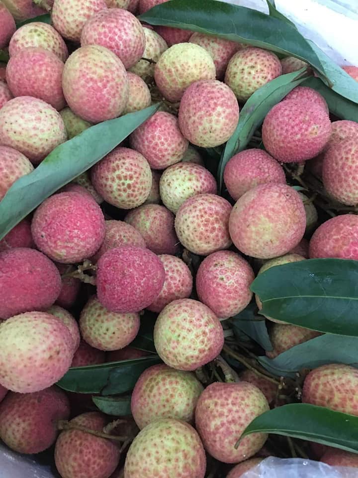 Vải U hồng, U trứng