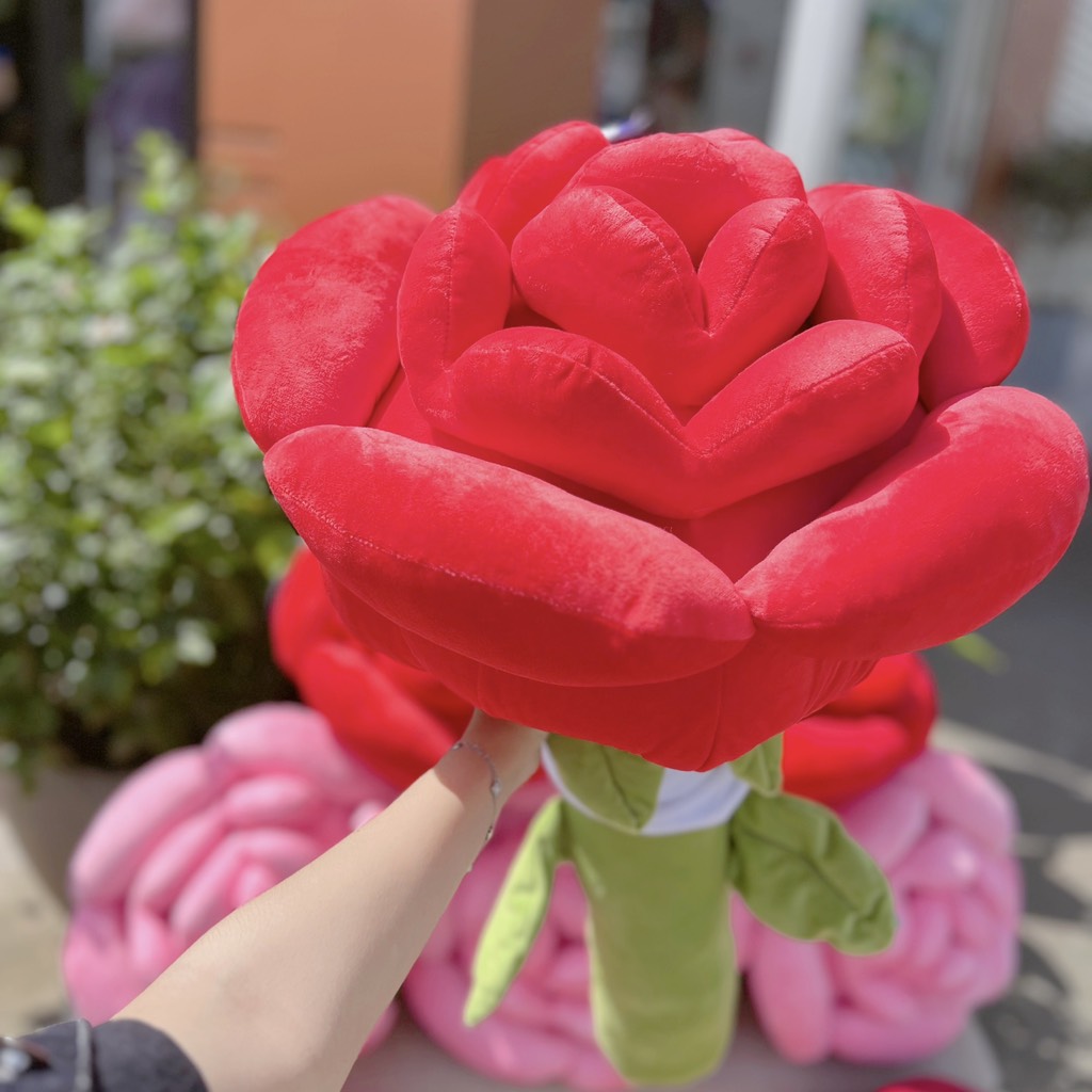 Hoa hồng bông Rosy