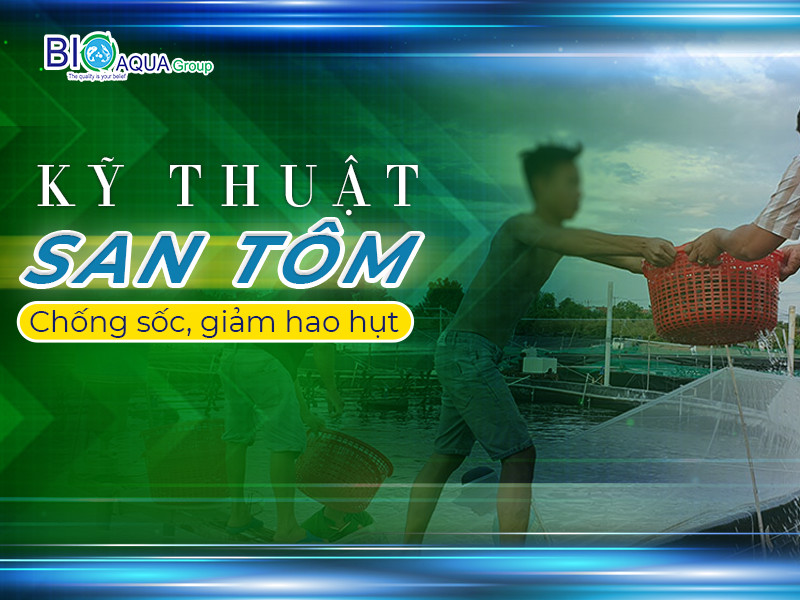 KỸ THUẬT SAN TÔM - CHỐNG SỐC - GIẢM HAO HỤT