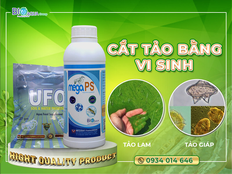 CÁC PHƯƠNG PHÁP XỬ LÝ TẢO TRONG AO NUÔI TÔM