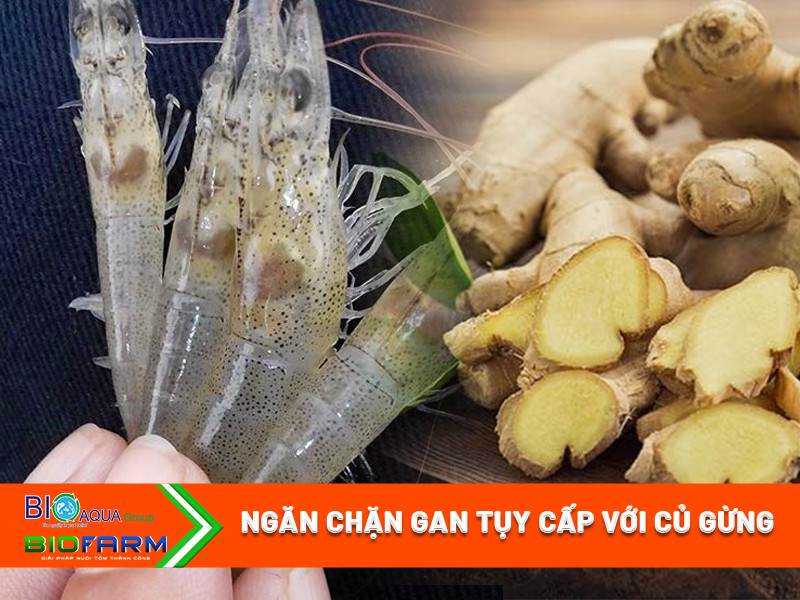 DÙNG CỦ GỪNG ỨC CHẾ VIBRIO - BẢO VỆ TÔM KHỎI BỆNH HOẠI TỬ GAN TỤY CẤP