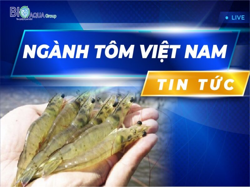 NGÀNH NÔNG NGHIỆP TRÀ VINH KHUYẾN CÁO NGƯỜI NUÔI DỪNG THẢ TÔM THẺ CHÂN TRẮNG VÀ TÔM SÚ