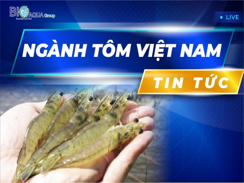 THÁNG 10/2022: TỔNG SẢN LƯỢNG TÔM ĐẠT HƠN 7.4 NGHÌN TẤN, GIÁ TÔM NGUYÊN LIỆU GIẢM